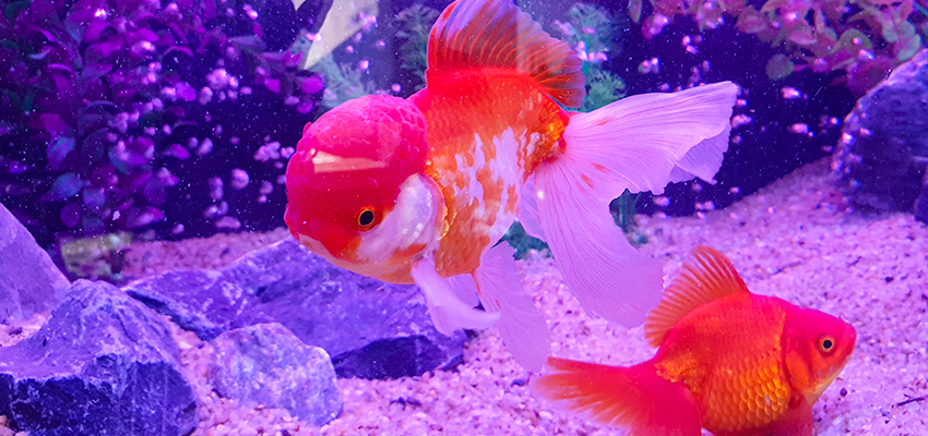 11 peixes de fundo perfeitos para seu aquário - Peixes e Aquarismo
